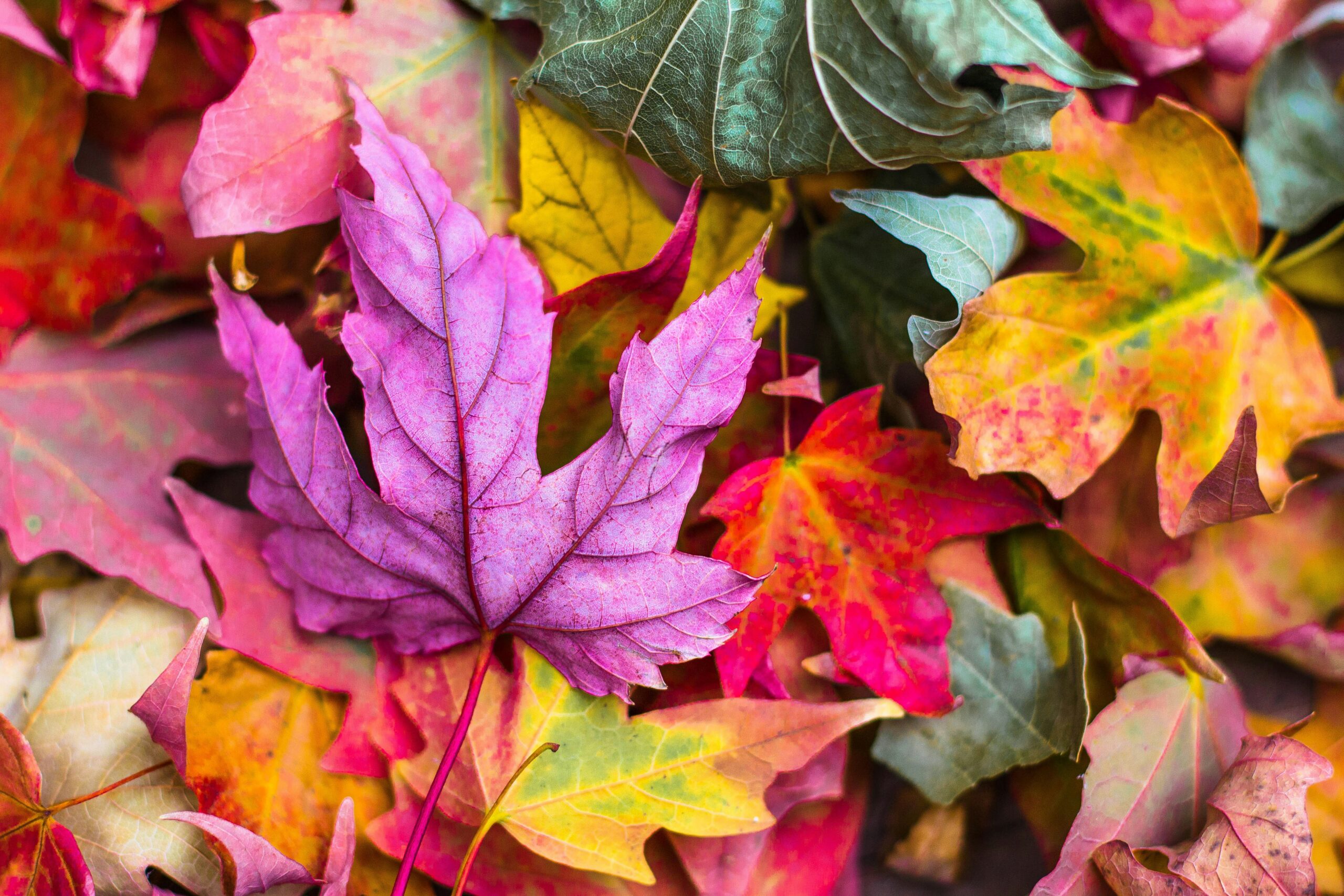 Autumn Camps for Kids in Zug 2026: The Complete Guide